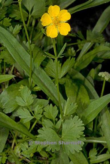 potentilla flabellifolia 2 graphic